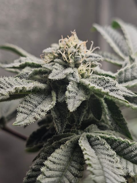 Wrecked Mexican — none, day 59