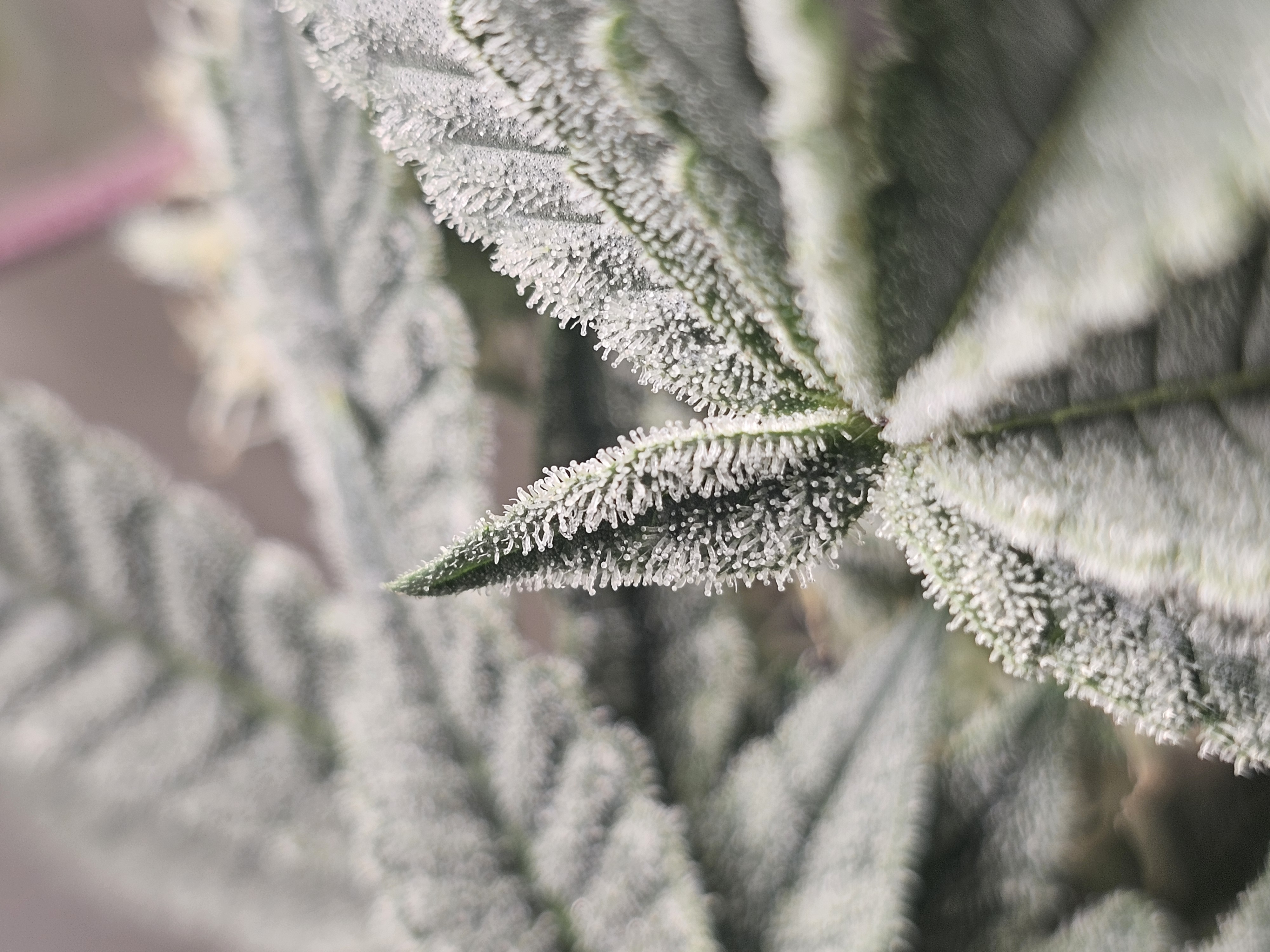 Wrecked Mexican — none, day 59