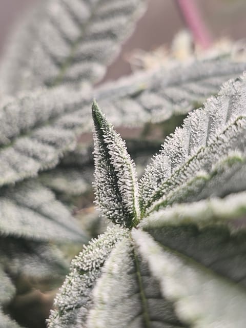 Wrecked Mexican — none, day 59
