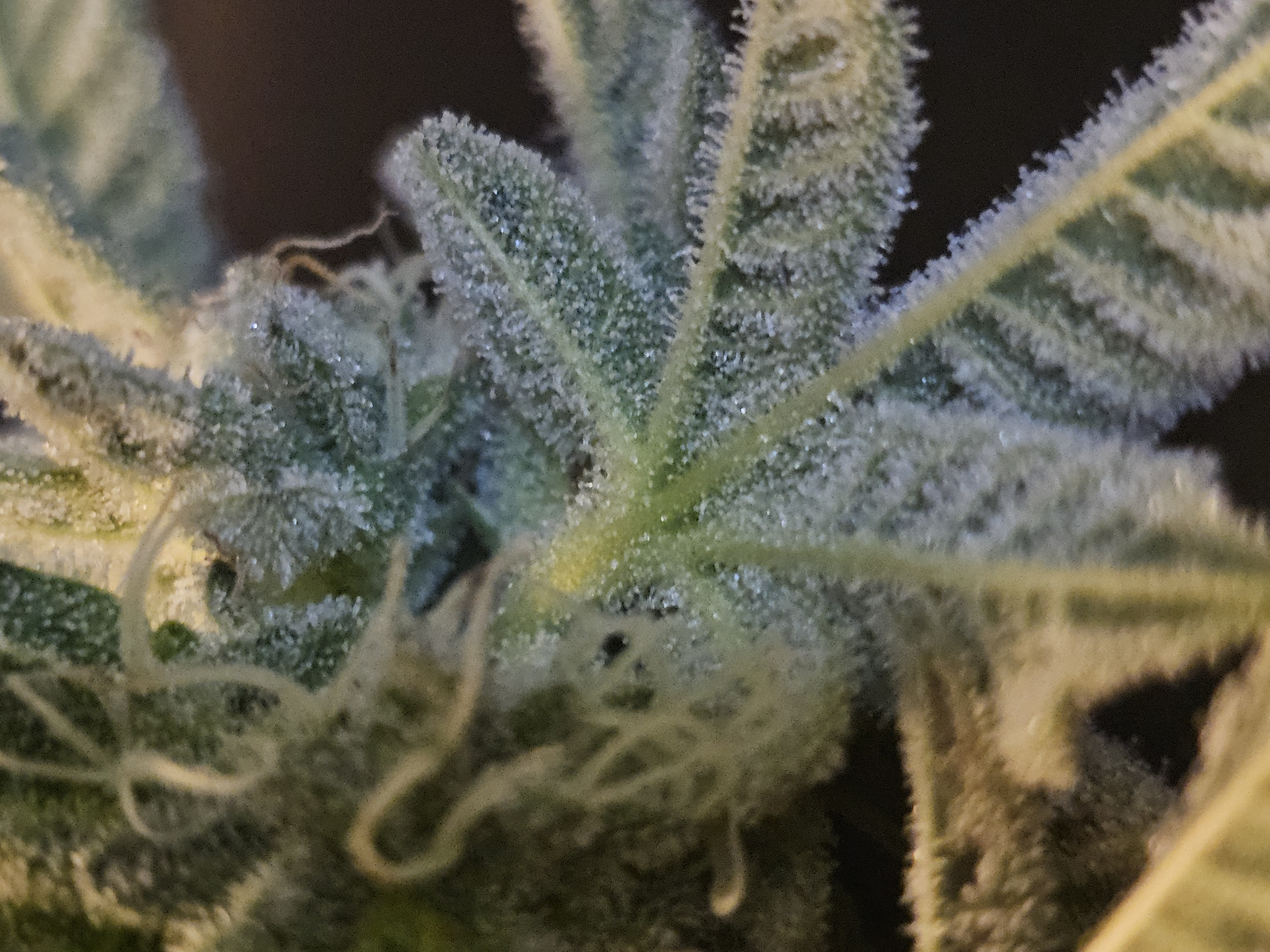 Wrecked Mexican — flower, day 63