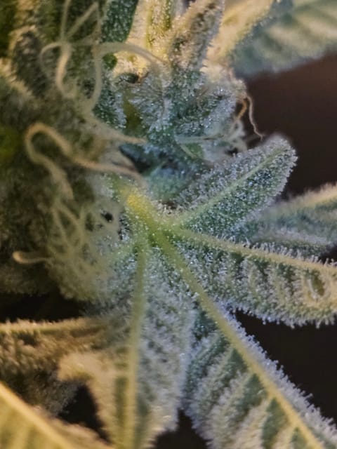 Wrecked Mexican — flower, day 63
