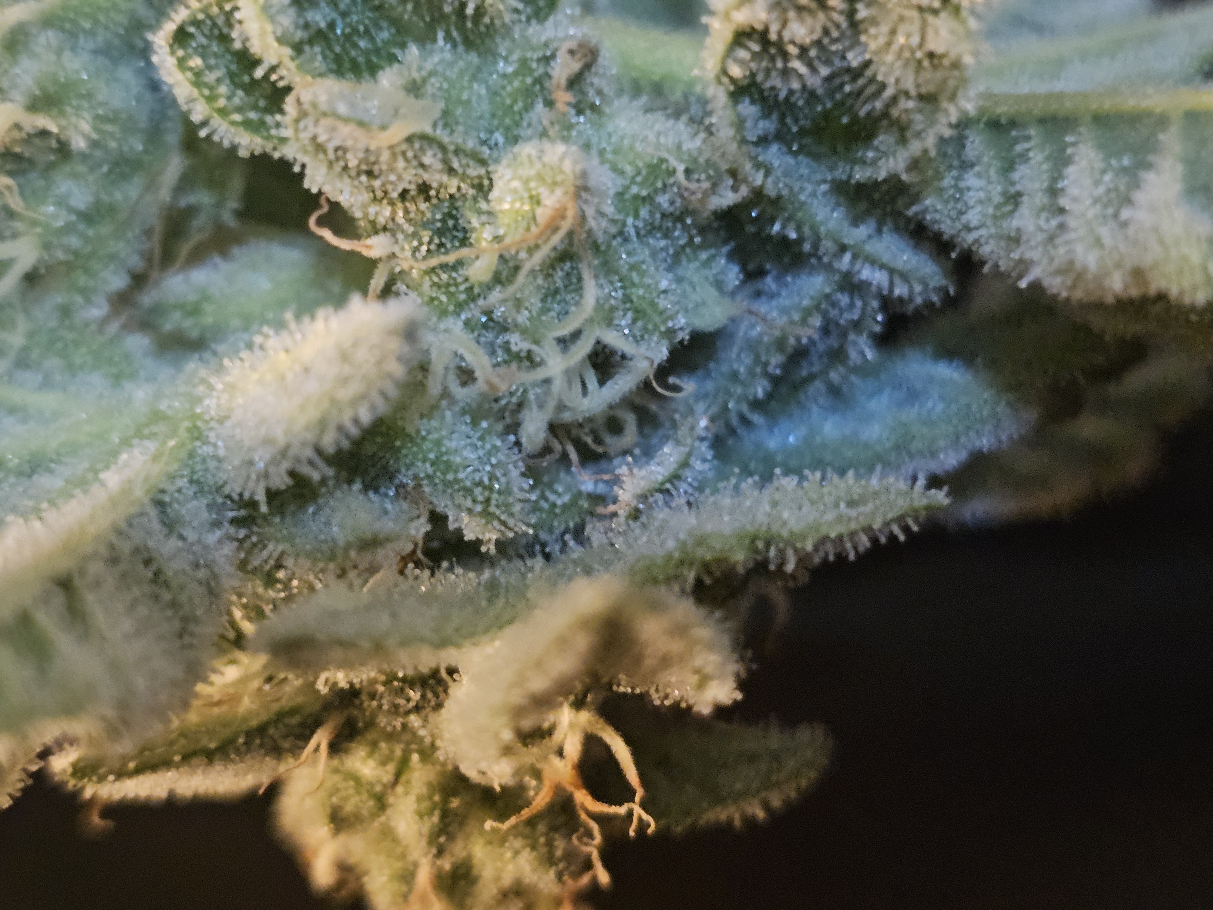 Wrecked Mexican — flower, day 63