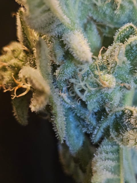 Wrecked Mexican — flower, day 63