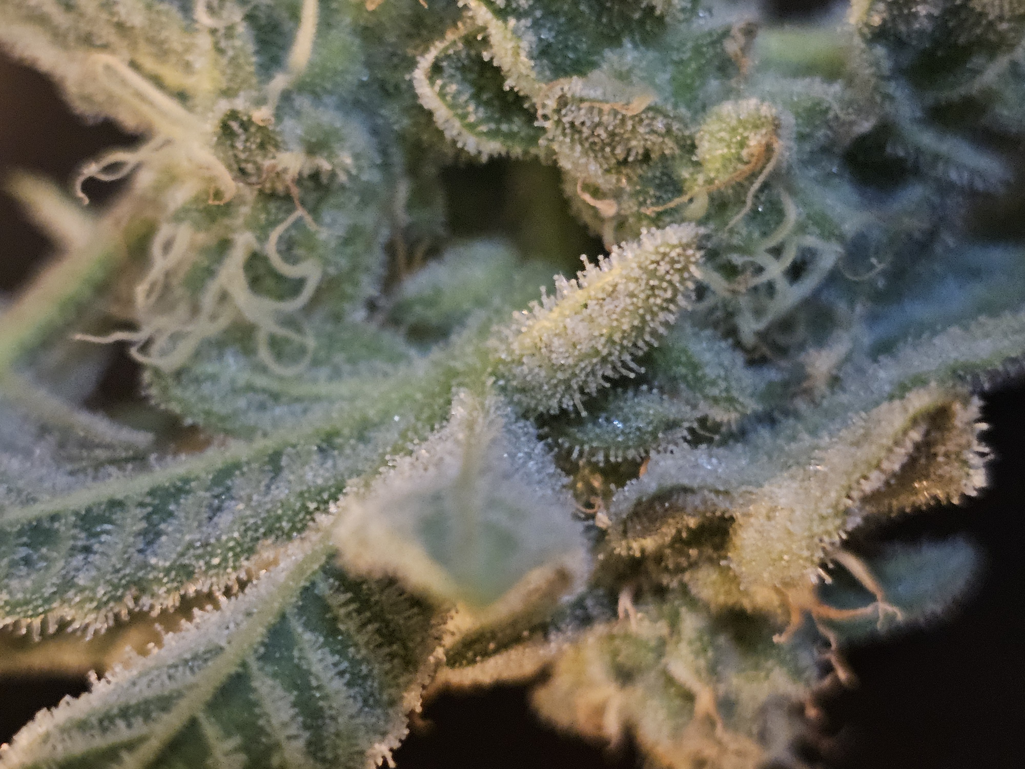 Wrecked Mexican — flower, day 63