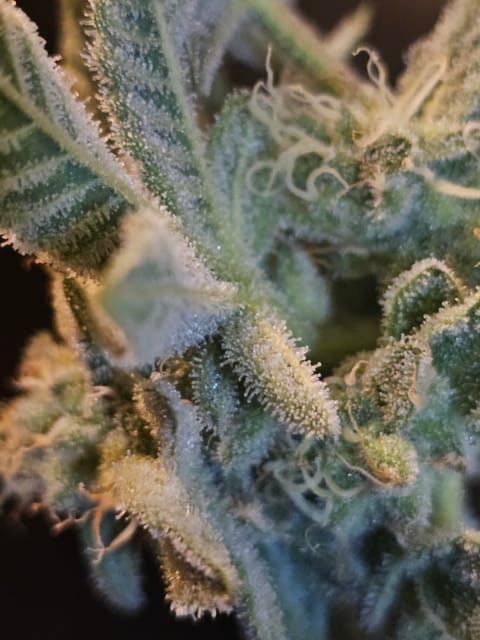 Wrecked Mexican — flower, day 63