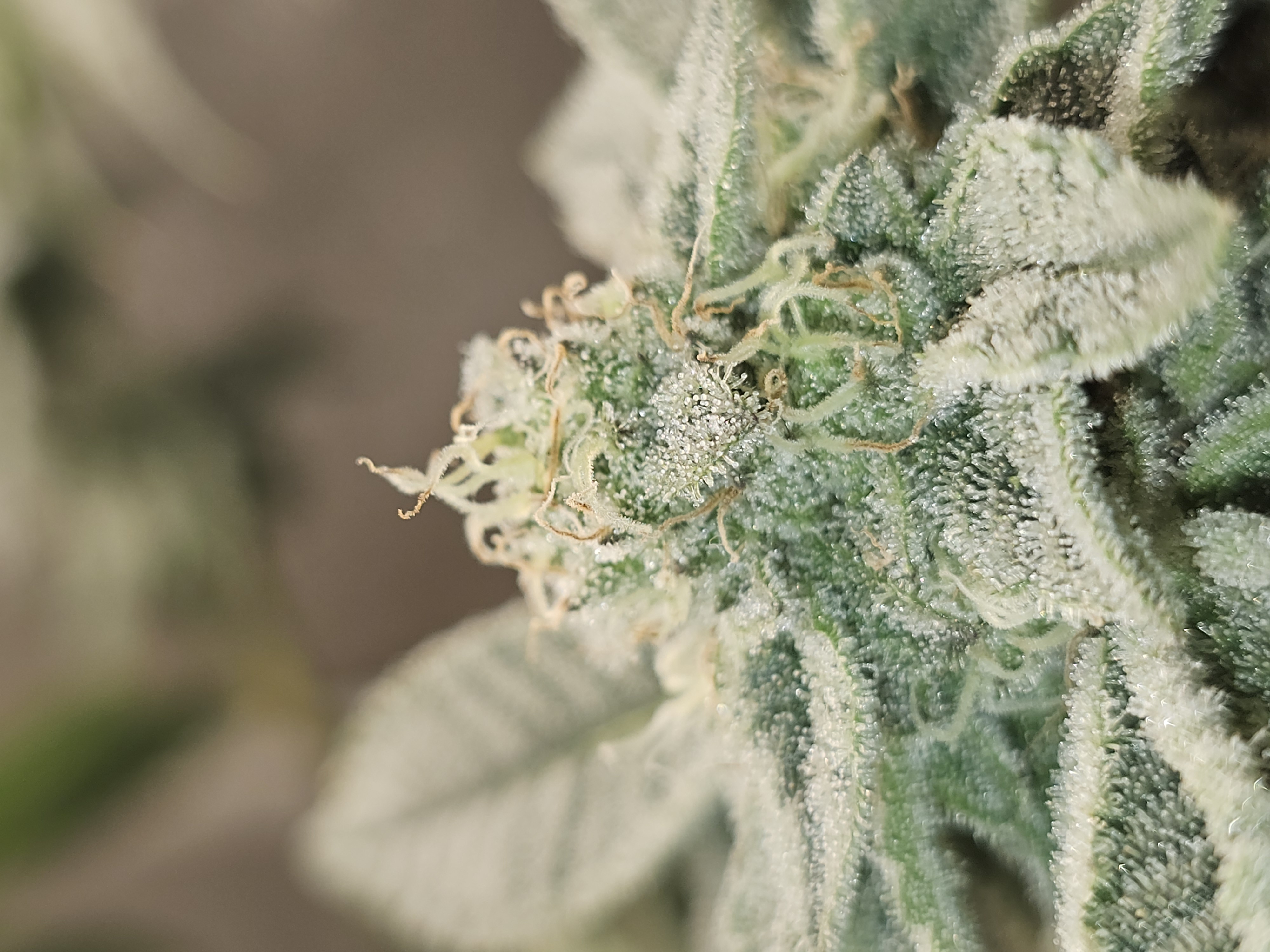 Wrecked Mexican — flower, day 64