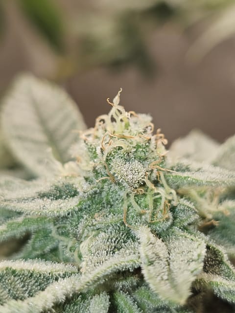 Wrecked Mexican — flower, day 64
