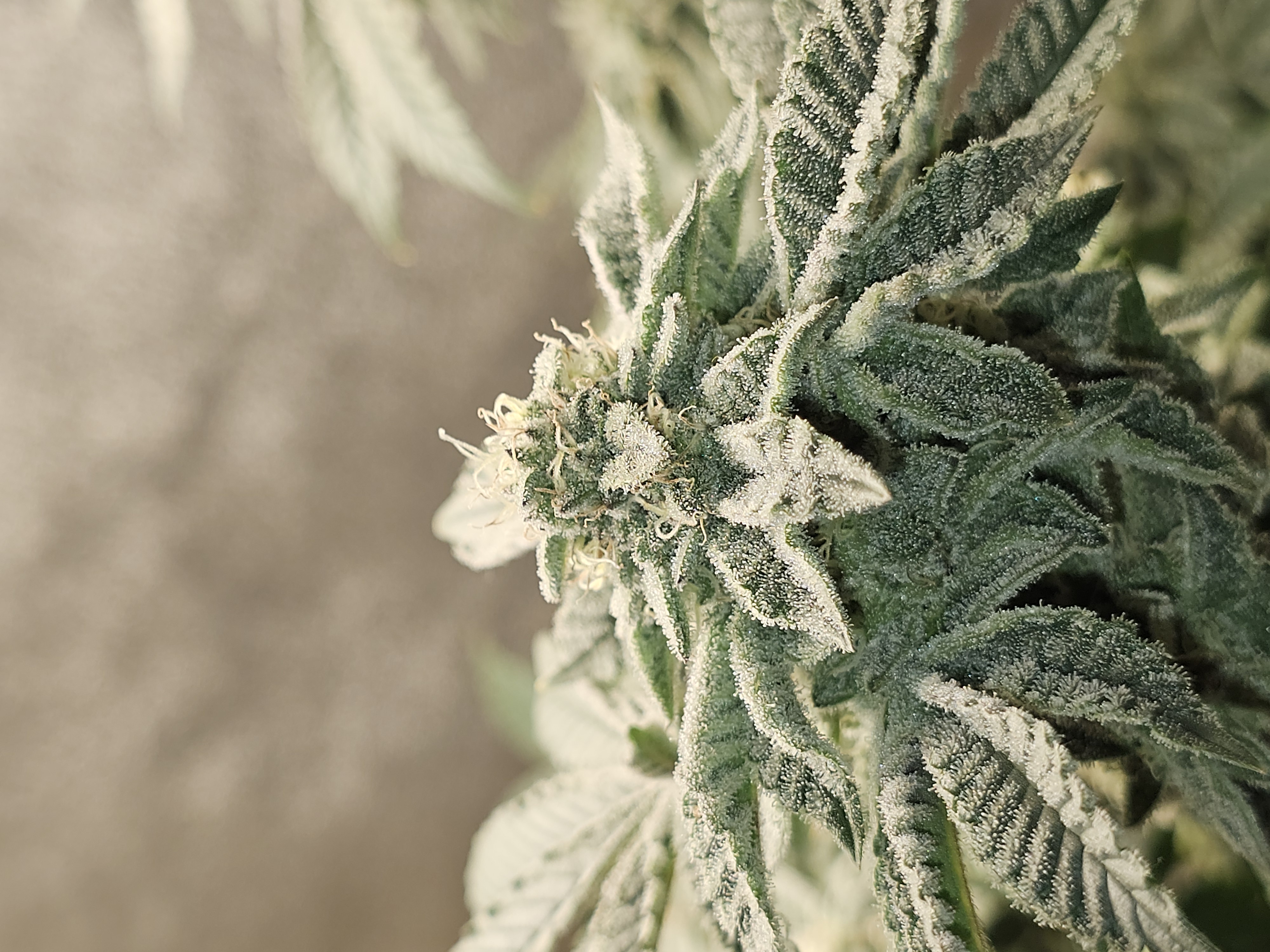 Wrecked Mexican — flower, day 64