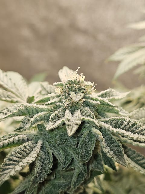 Wrecked Mexican — flower, day 64