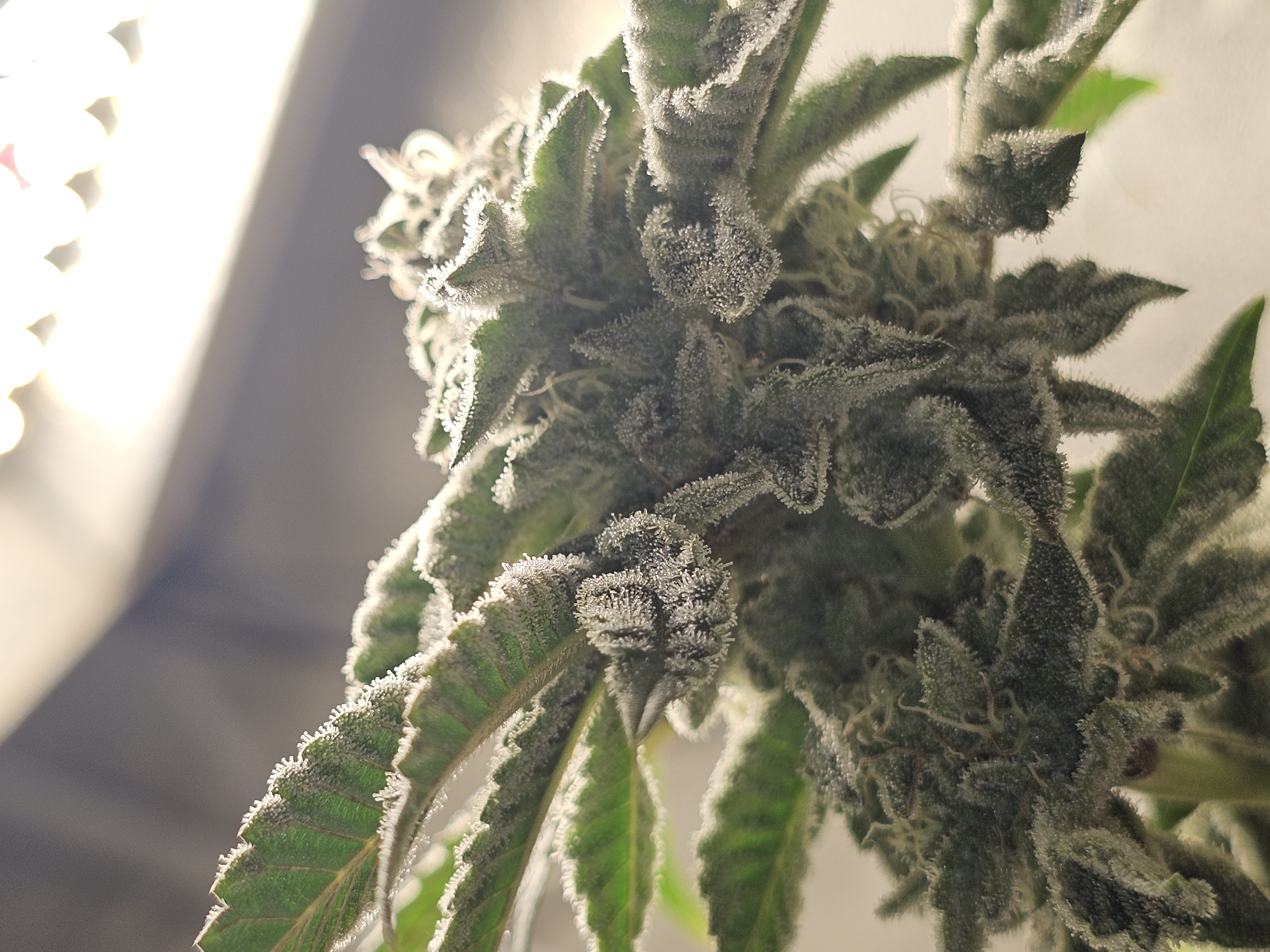 Wrecked Mexican — flower, day 64