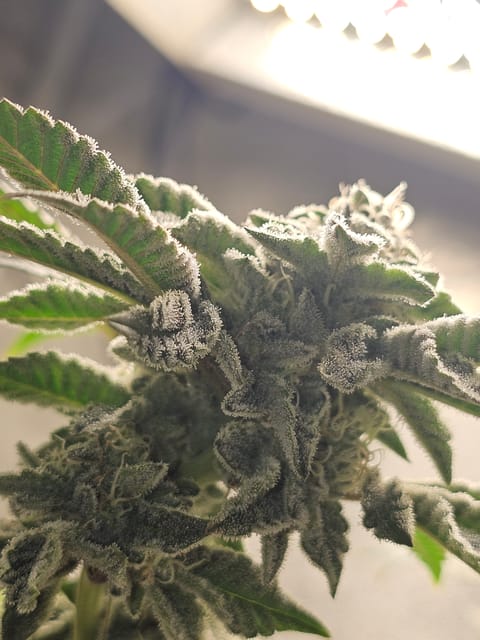 Wrecked Mexican — flower, day 64