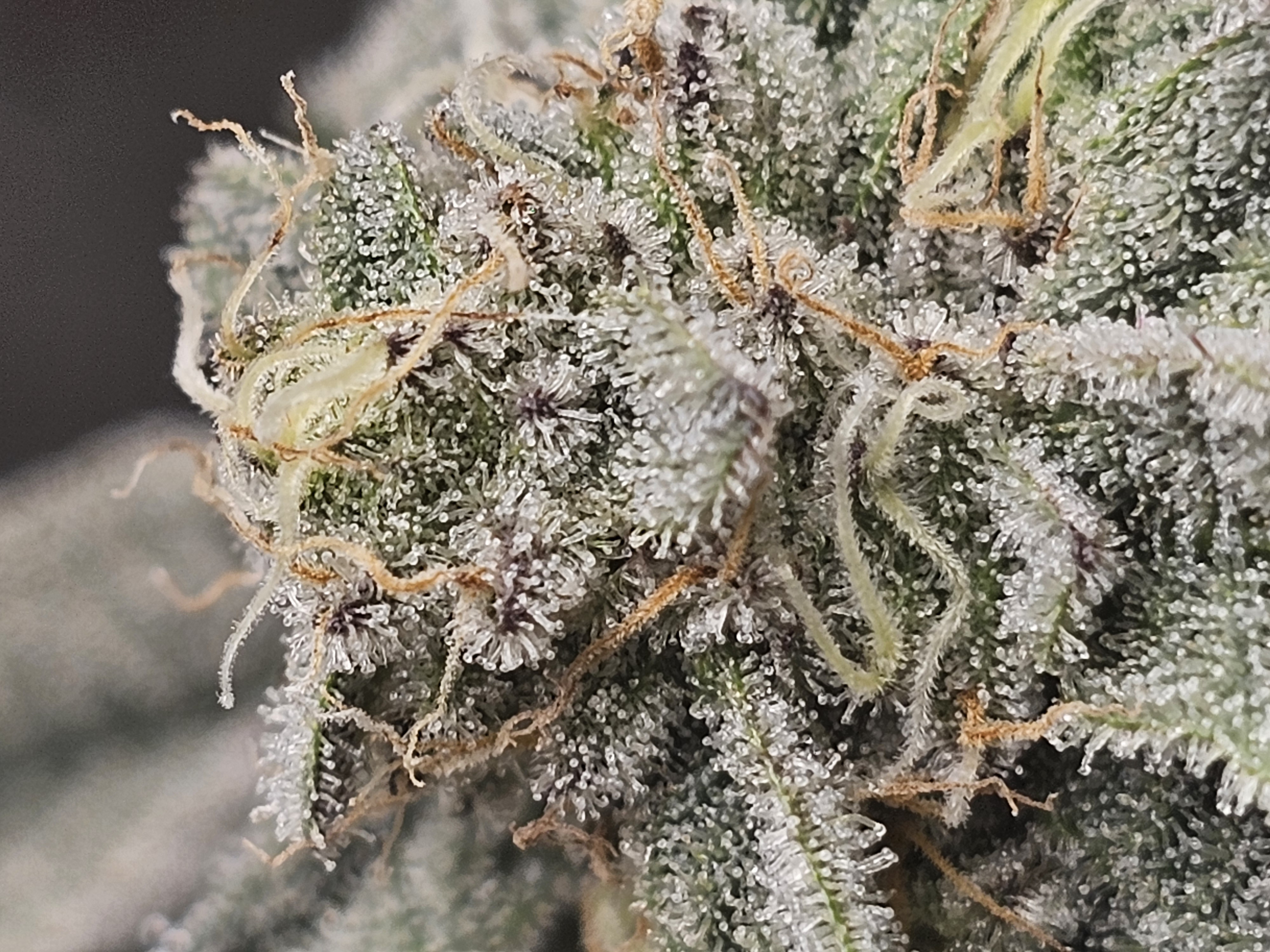 Wrecked Mexican — flower, day 65