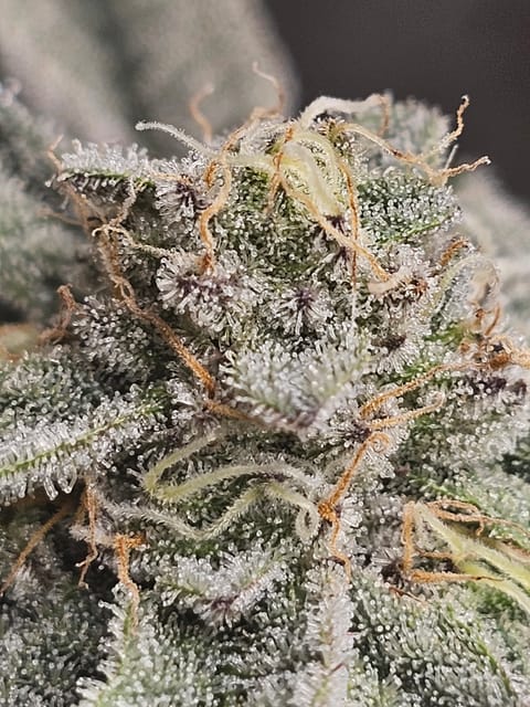 Wrecked Mexican — flower, day 65