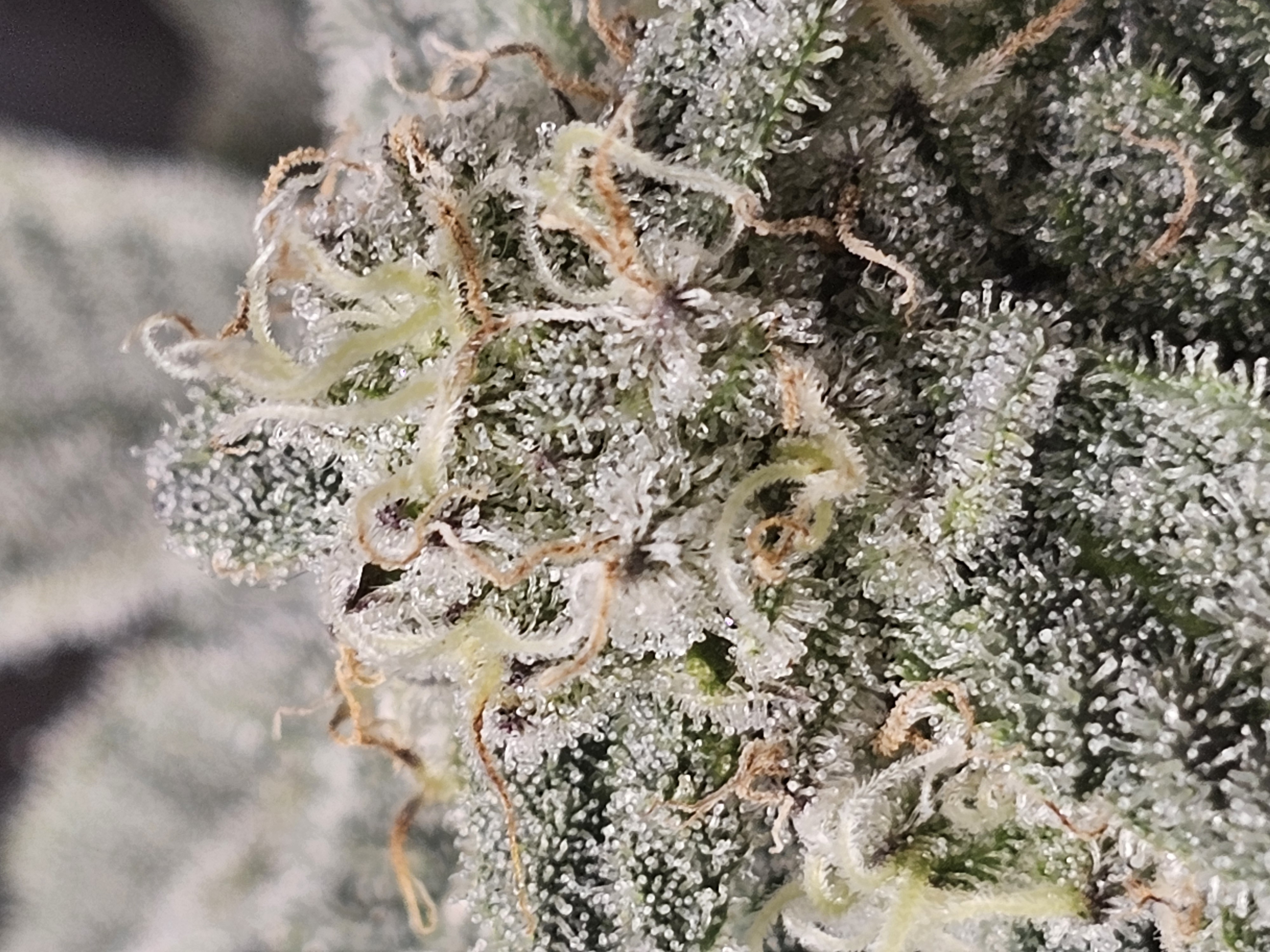 Wrecked Mexican — flower, day 65