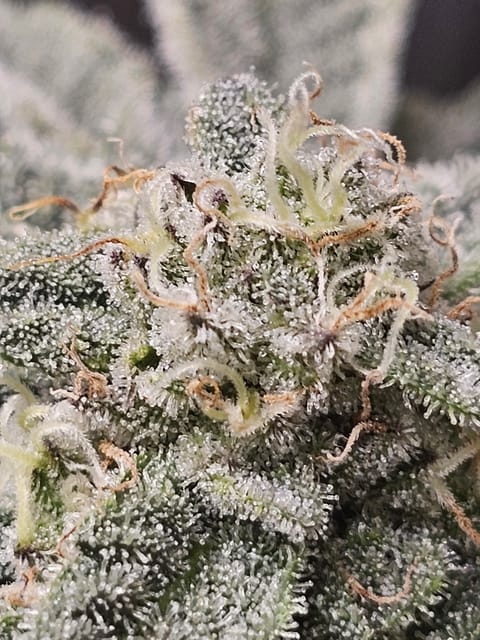 Wrecked Mexican — flower, day 65