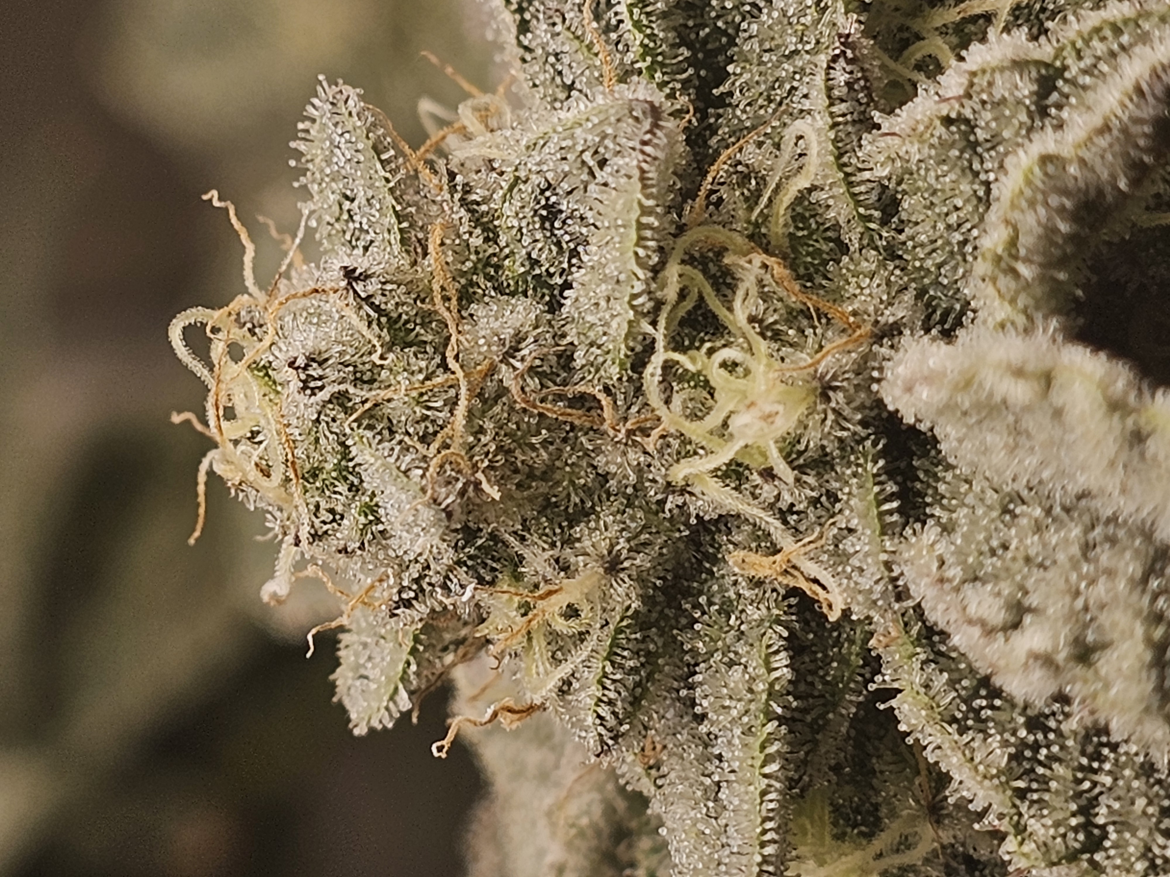 Wrecked Mexican — flower, day 65