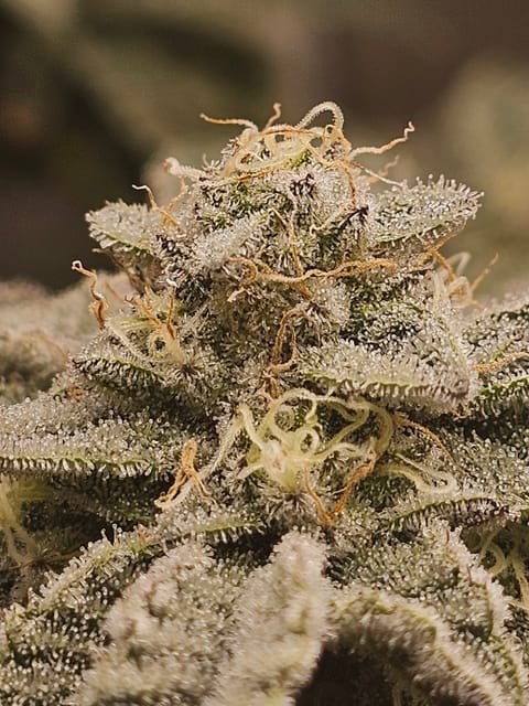Wrecked Mexican — flower, day 65