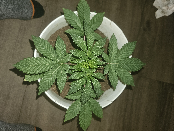 Wrecked Mexican — vegetative, day 1