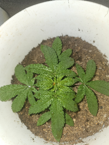 Wrecked Mexican — vegetative, day 1