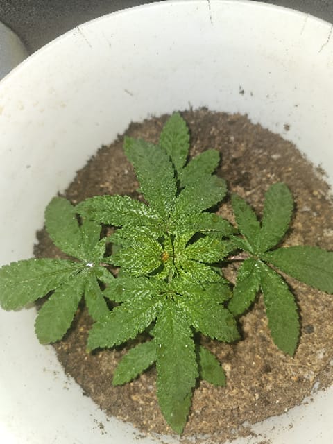 Wrecked Mexican — vegetative, day 1