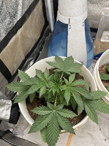 Wrecked Mexican — vegetative, day 1