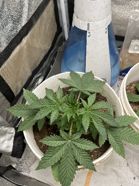 Wrecked Mexican — vegetative, day 1