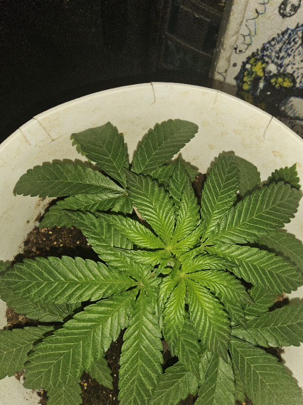 Wrecked Mexican — flower, day 36