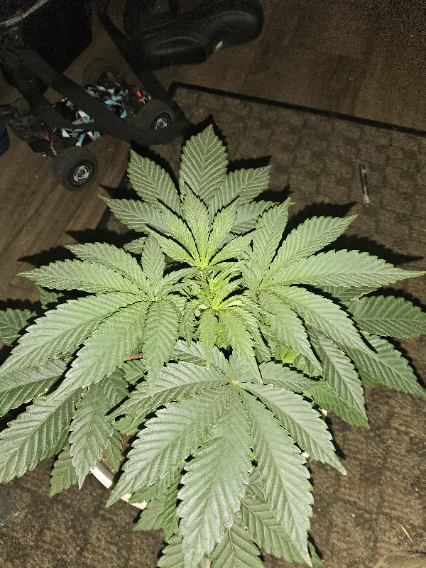 Wrecked Mexican — flower, day 36