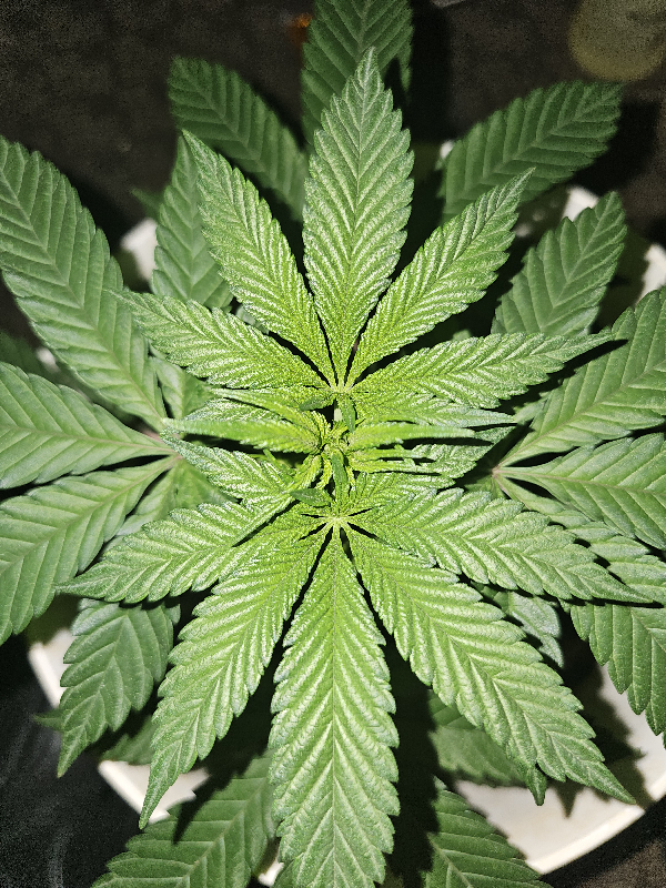 Wrecked Mexican — flower, day 36