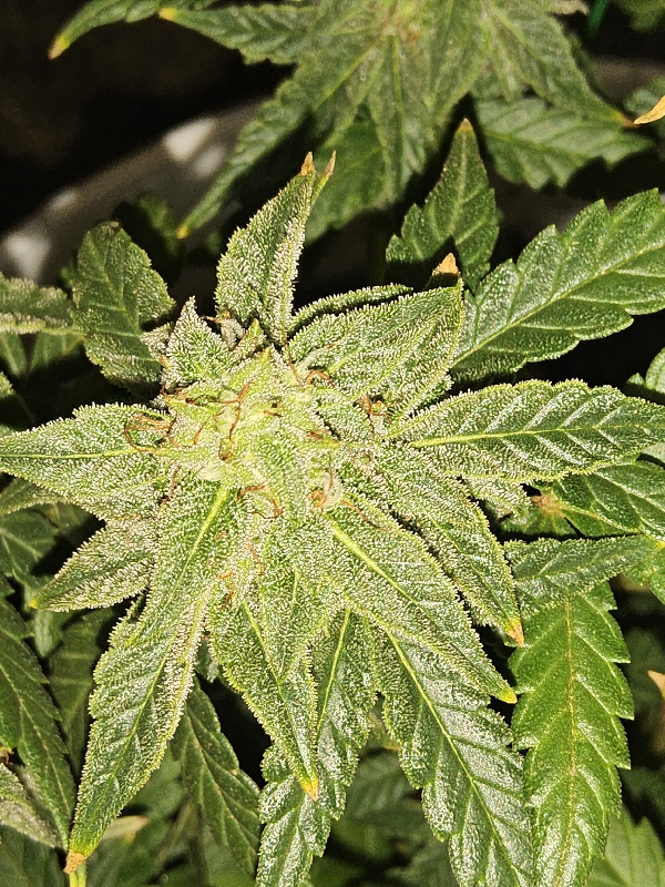 Wrecked Mexican — done, day 39