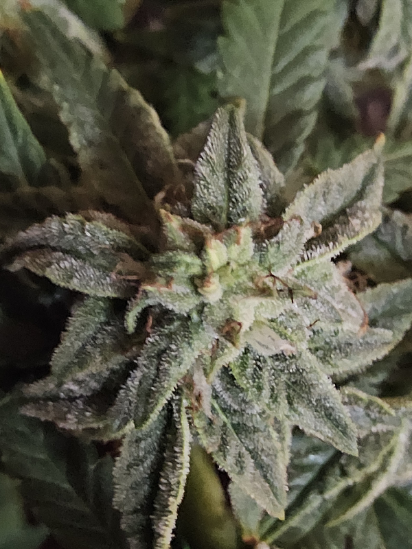 Wrecked Mexican — done, day 39
