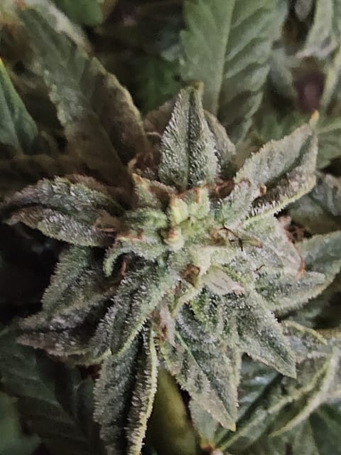 Wrecked Mexican — done, day 39