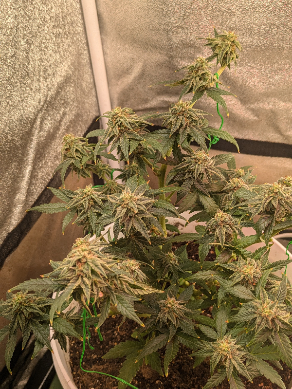 Wrecked Mexican — done, day 39