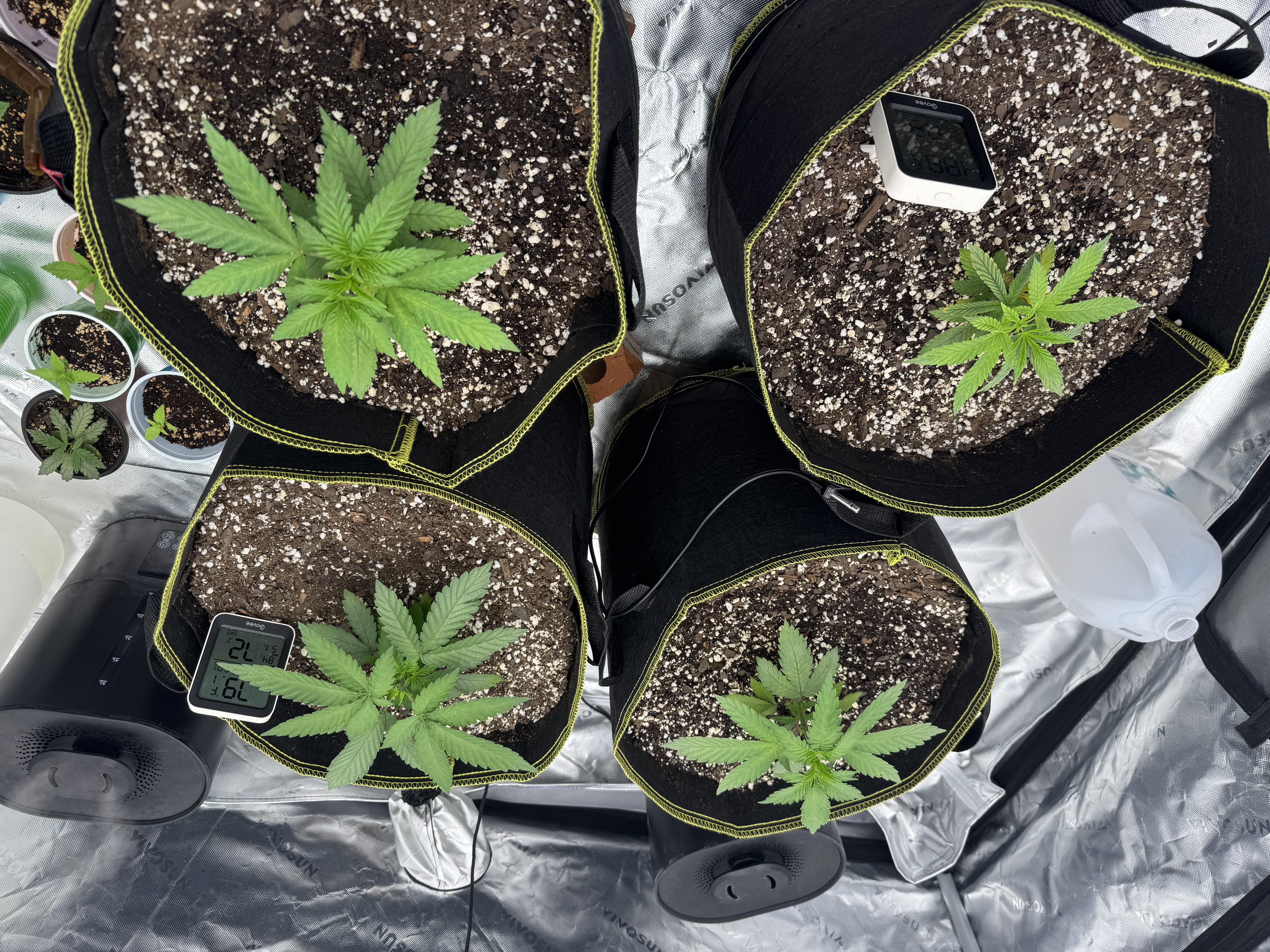 Master Kush RBX — vegetative, day 34