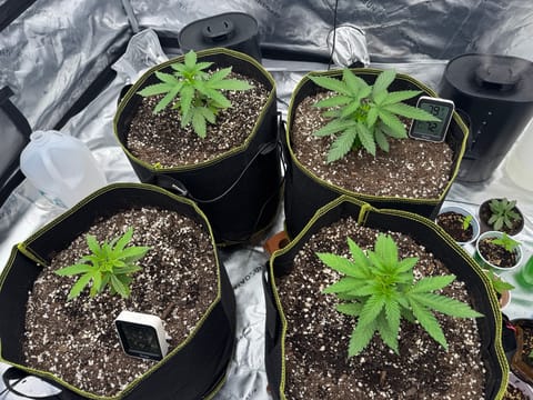 Master Kush RBX — vegetative, day 34
