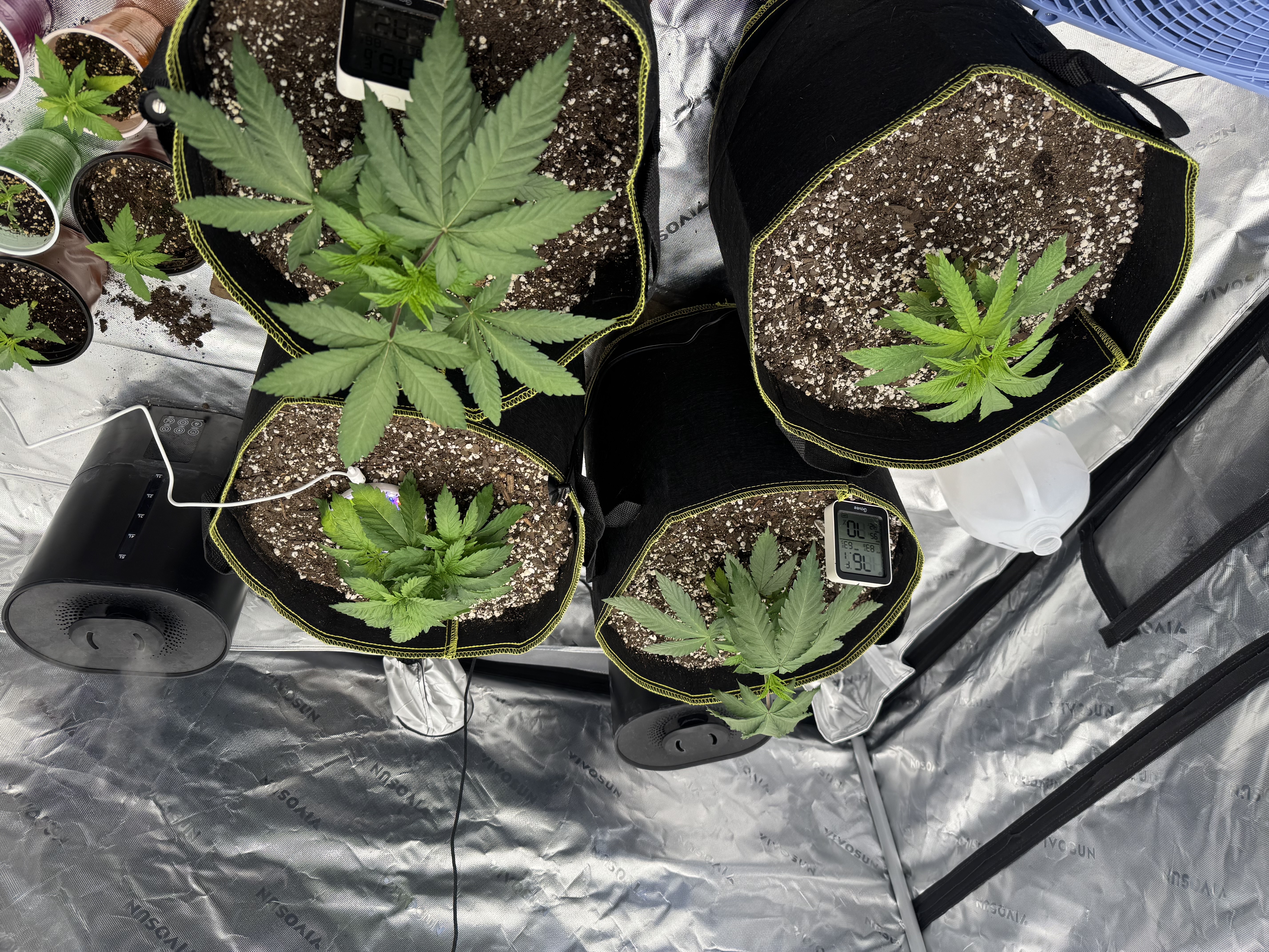 Master Kush RBX — vegetative, day 32