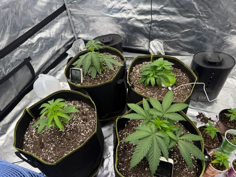 Master Kush RBX — vegetative, day 32