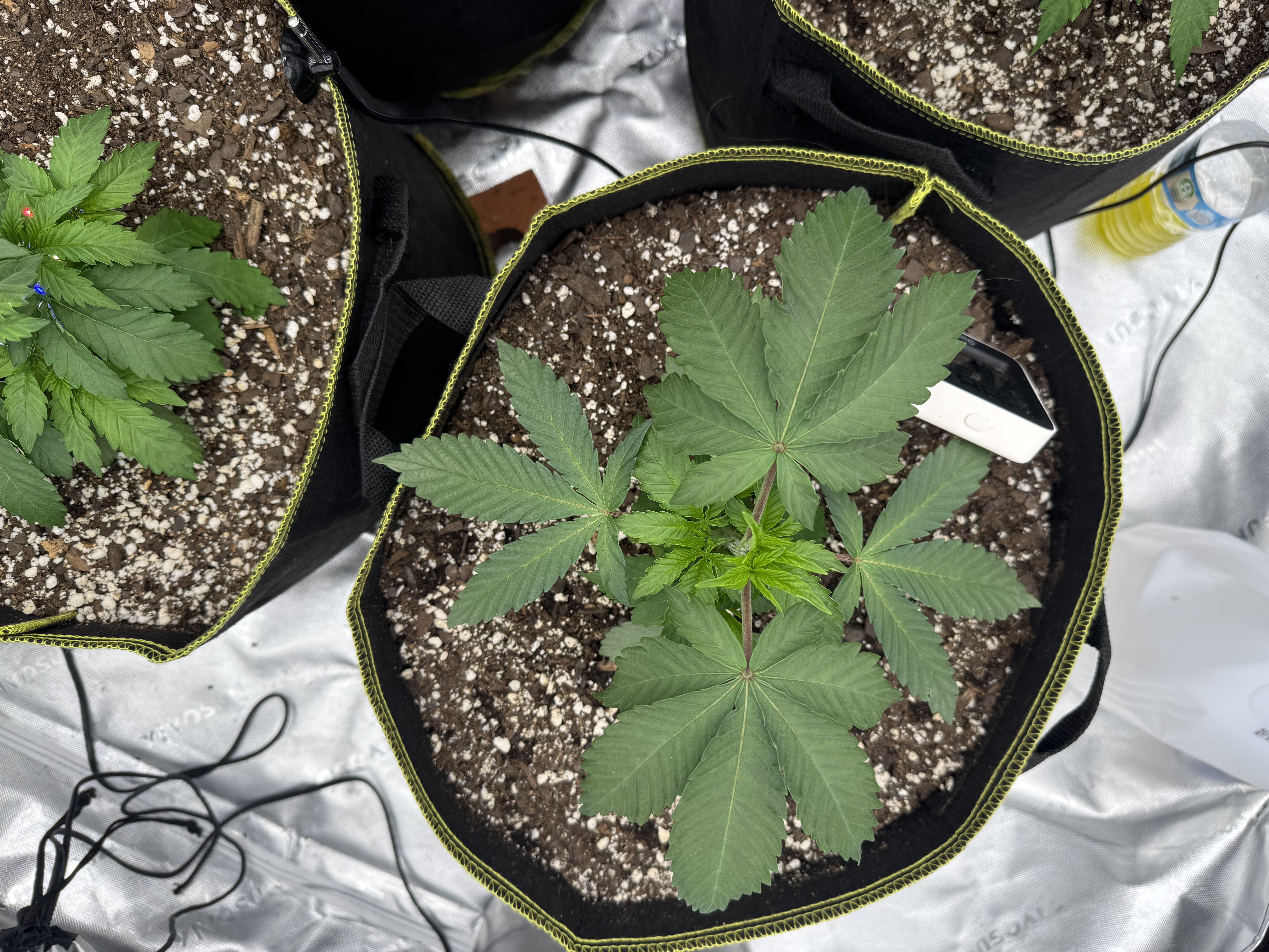 Master Kush RBX — vegetative, day 32