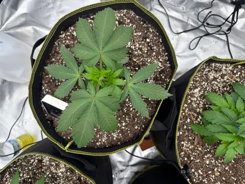 Master Kush RBX — vegetative, day 32