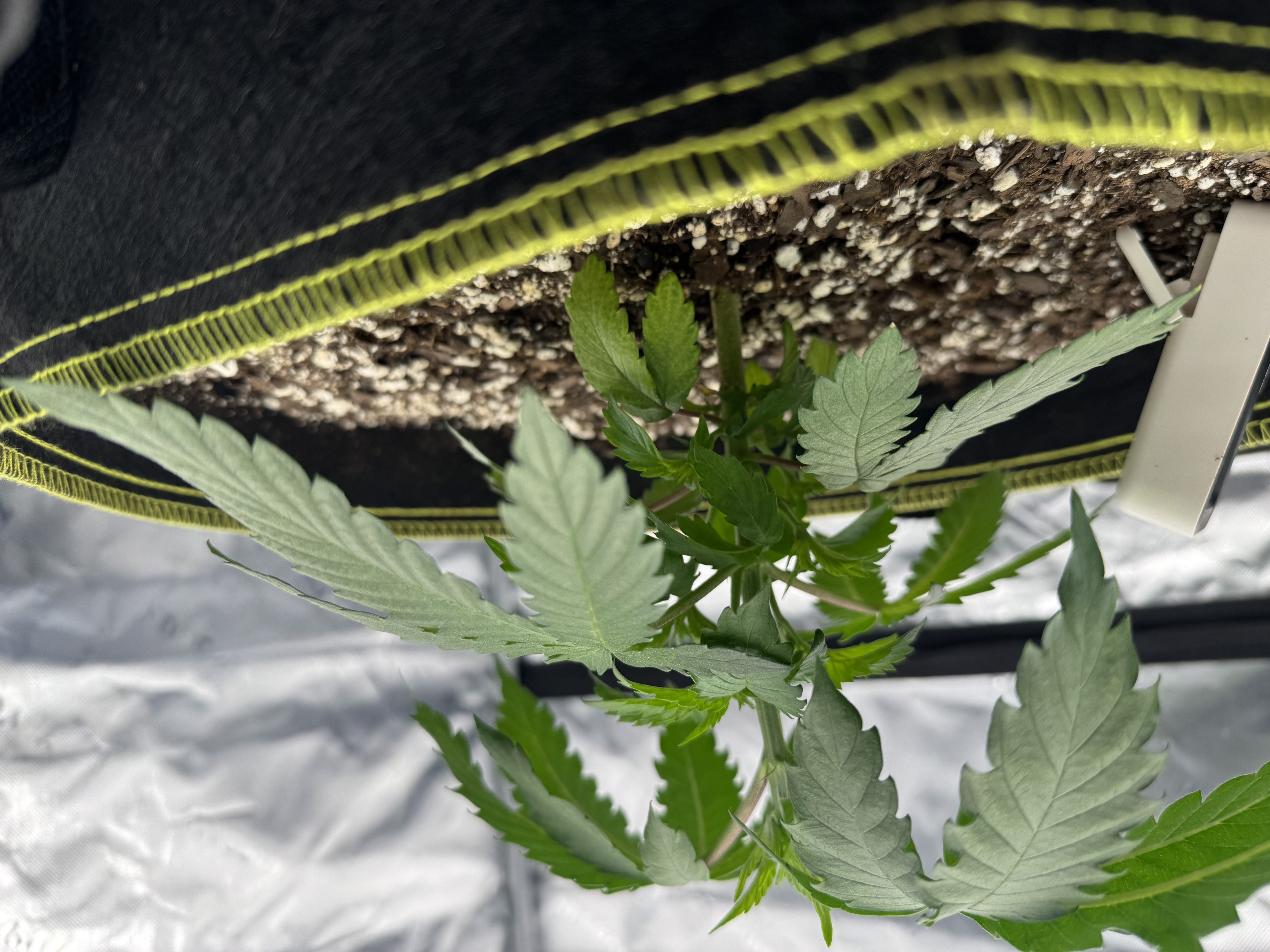 Master Kush RBX — vegetative, day 32