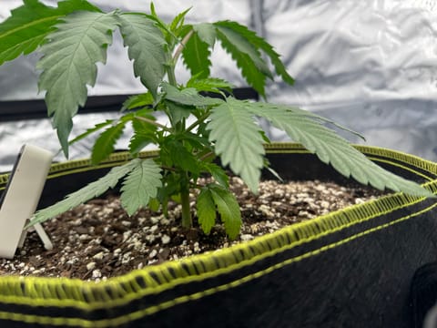 Master Kush RBX — vegetative, day 32
