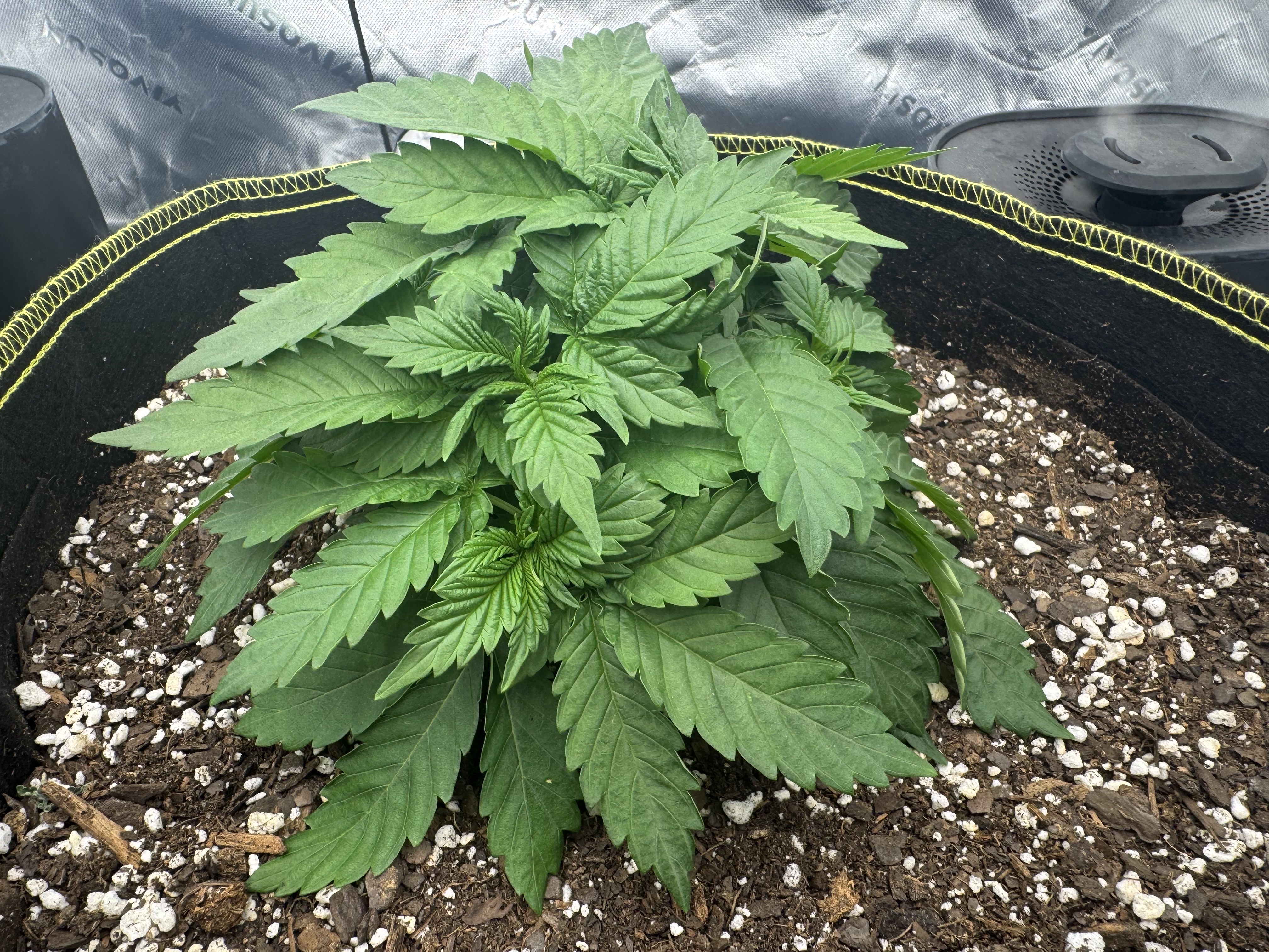 Master Kush RBX — vegetative, day 41