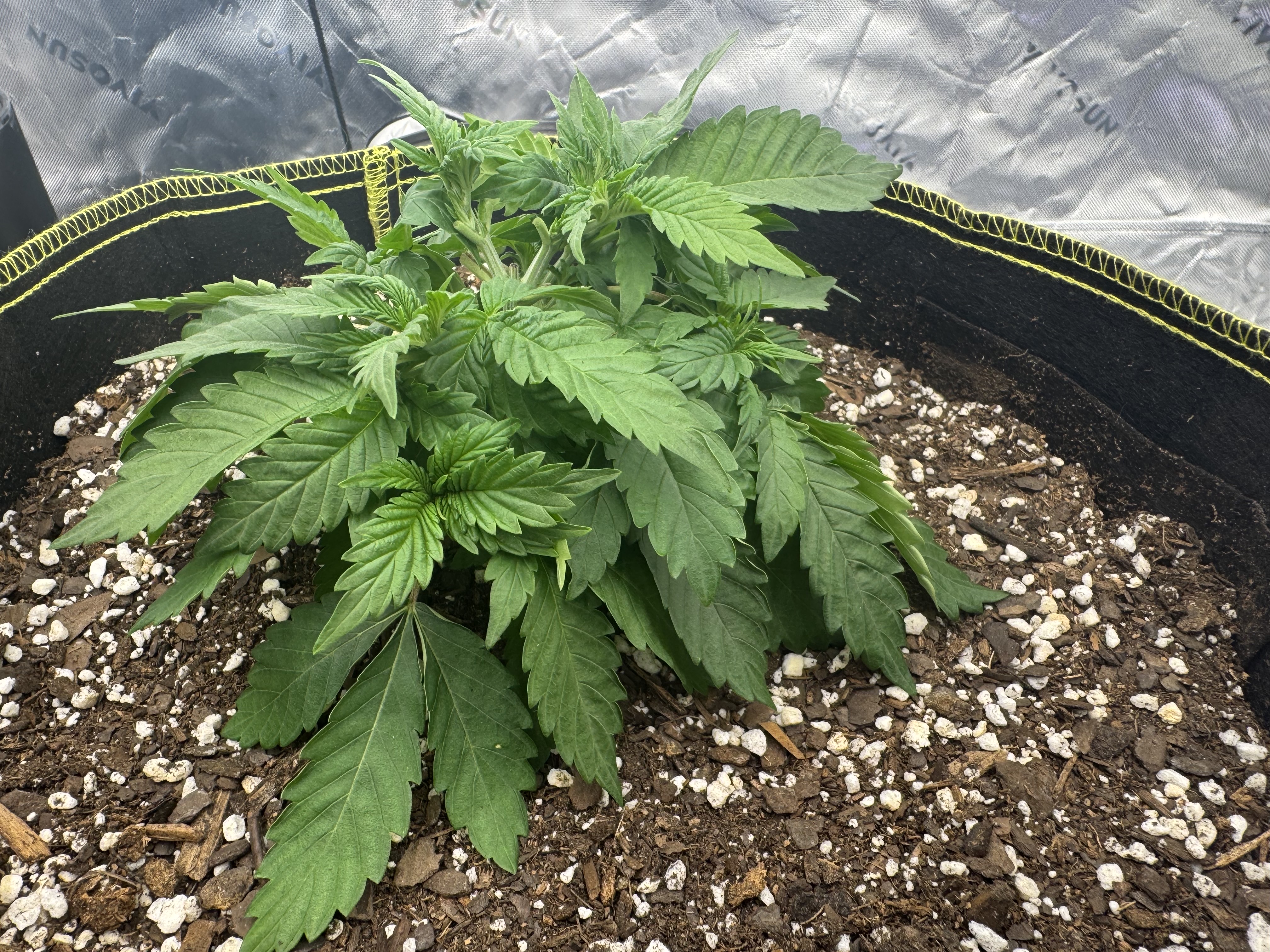 Master Kush RBX — vegetative, day 41