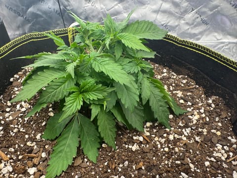 Master Kush RBX — vegetative, day 41