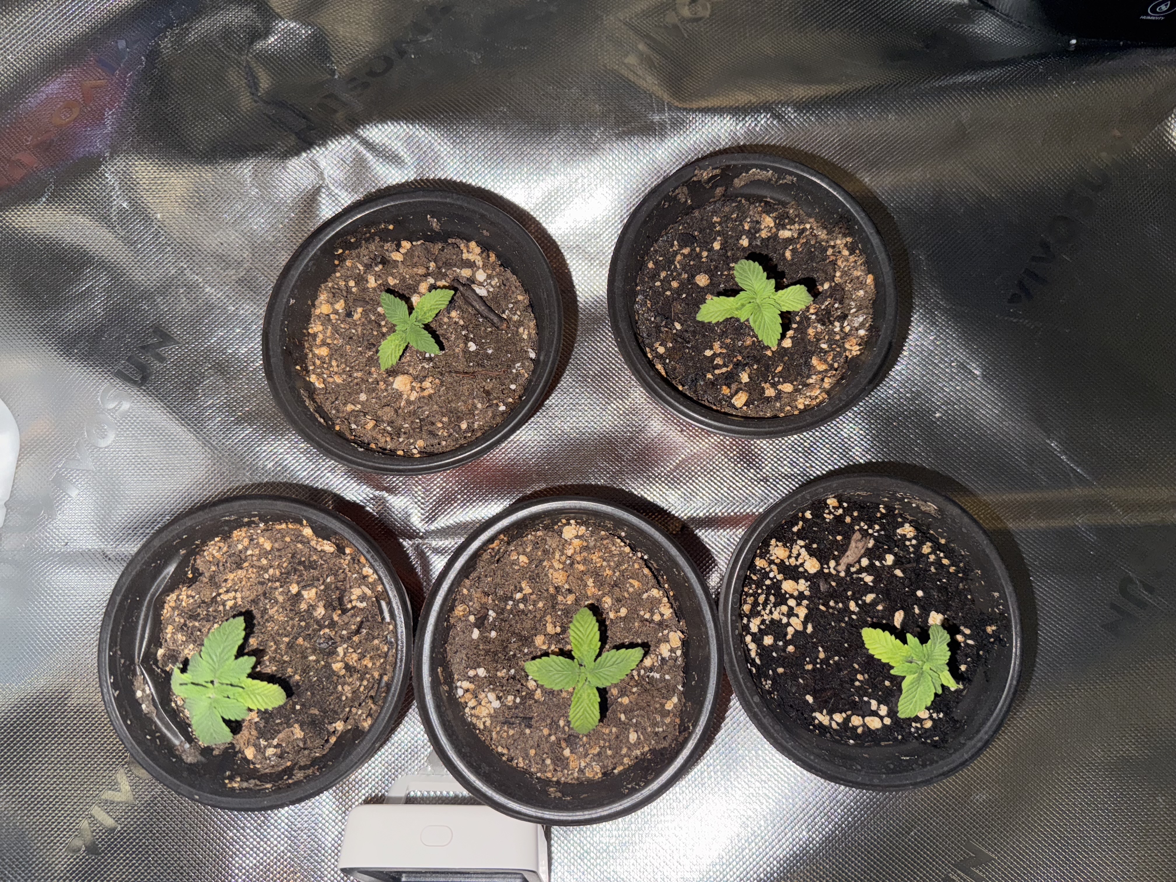 Master Kush RBX — none, day 42