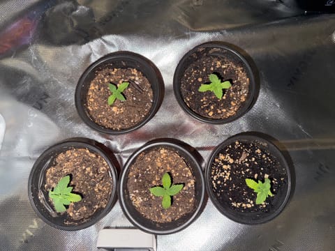 Master Kush RBX — none, day 42