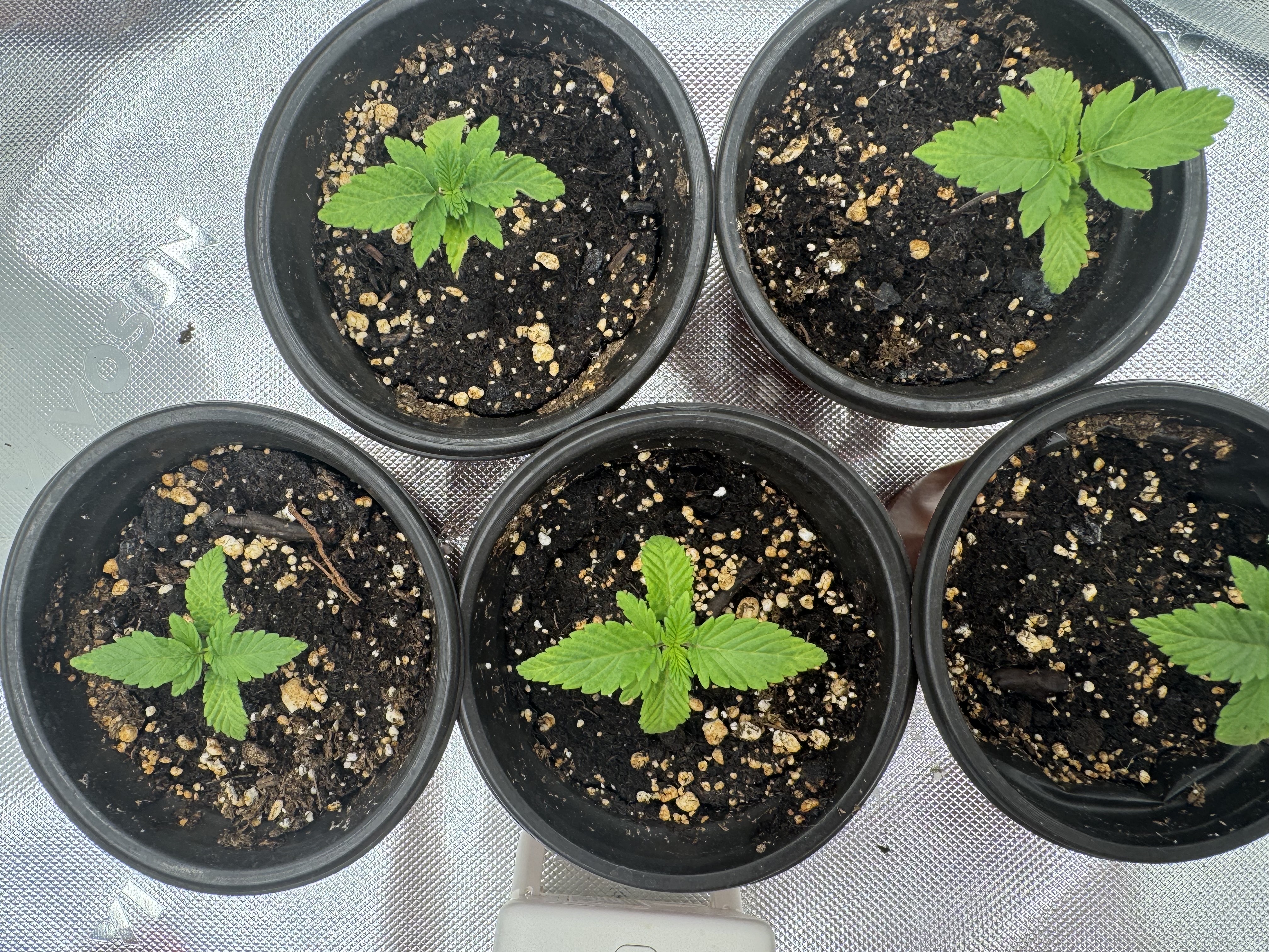 Master Kush RBX — none, day 42