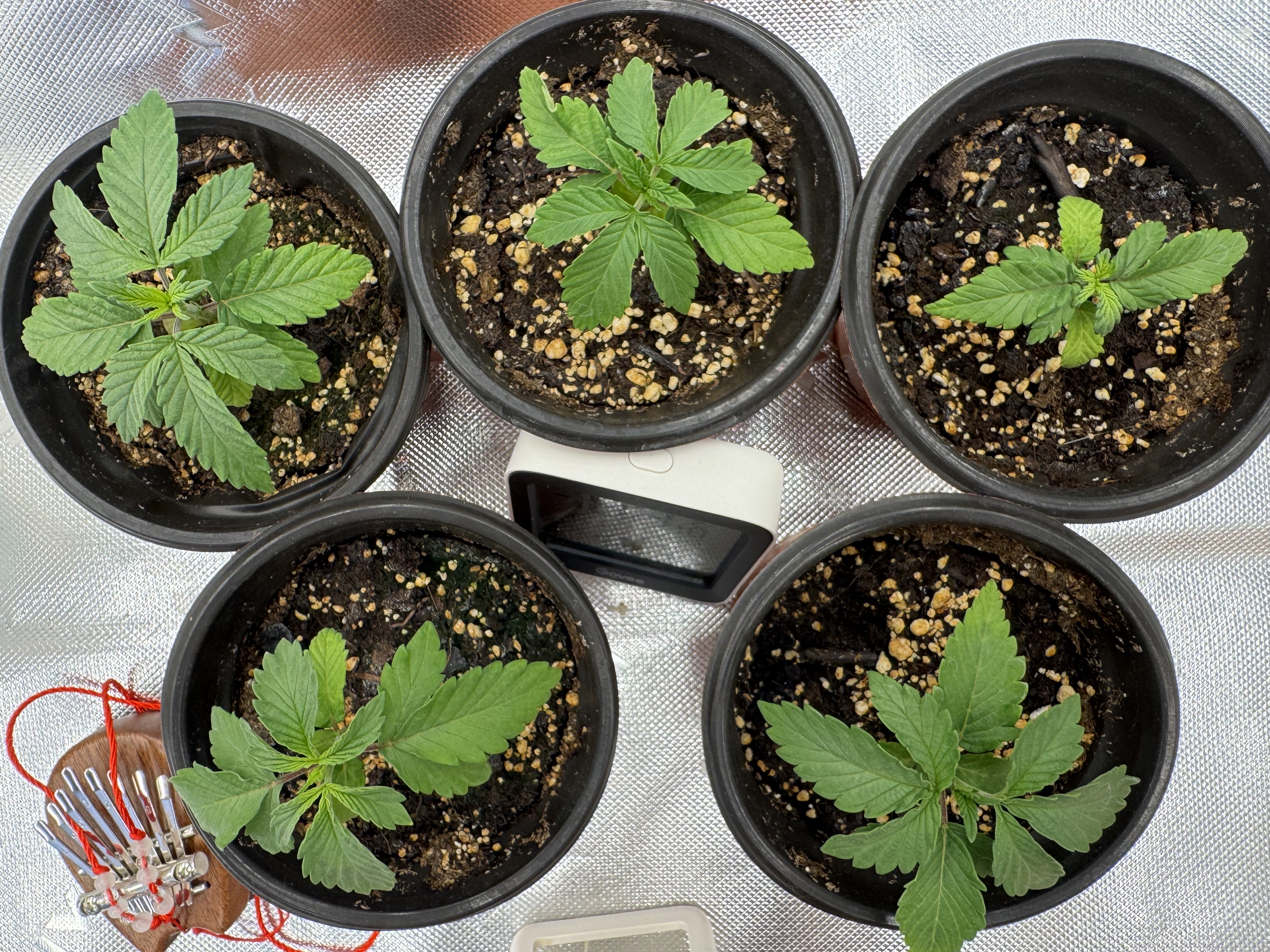 Master Kush RBX — none, day 42