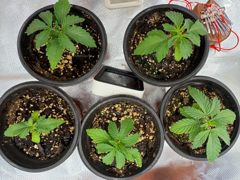 Master Kush RBX — none, day 42