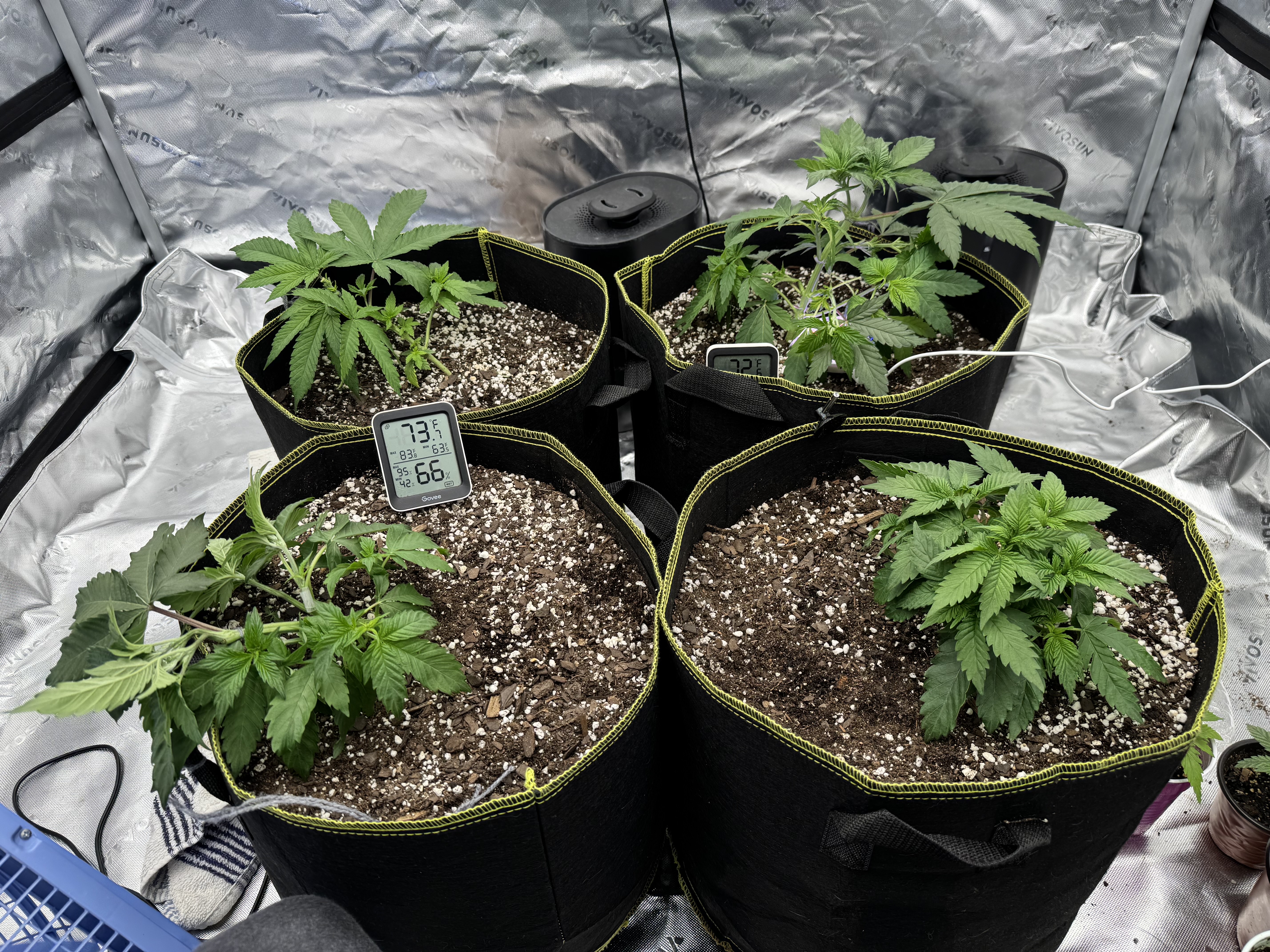 Master Kush RBX — vegetative, day 43